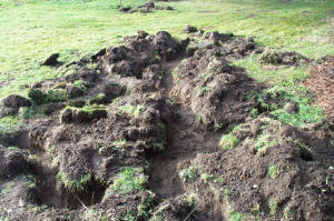 mole2tn.jpg (19033 bytes)