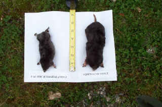 mole812.jpg (10246 bytes)